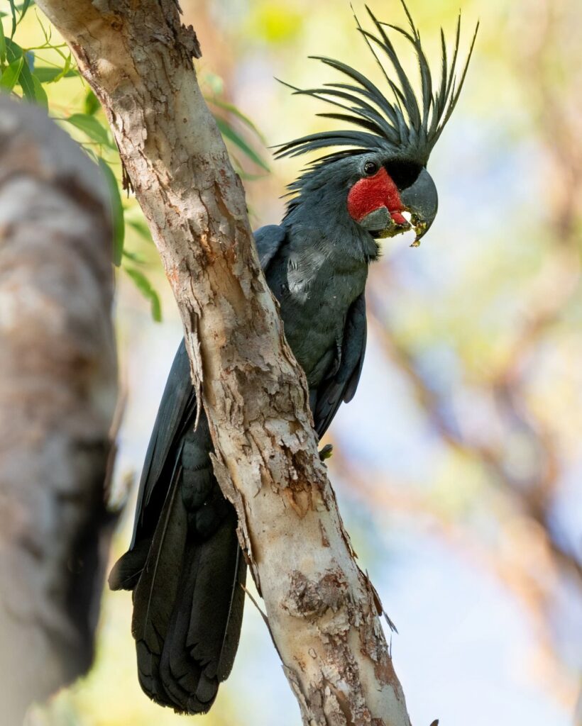 Palm cockatoo Iron Range National Park