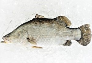 BARRAMUNDI