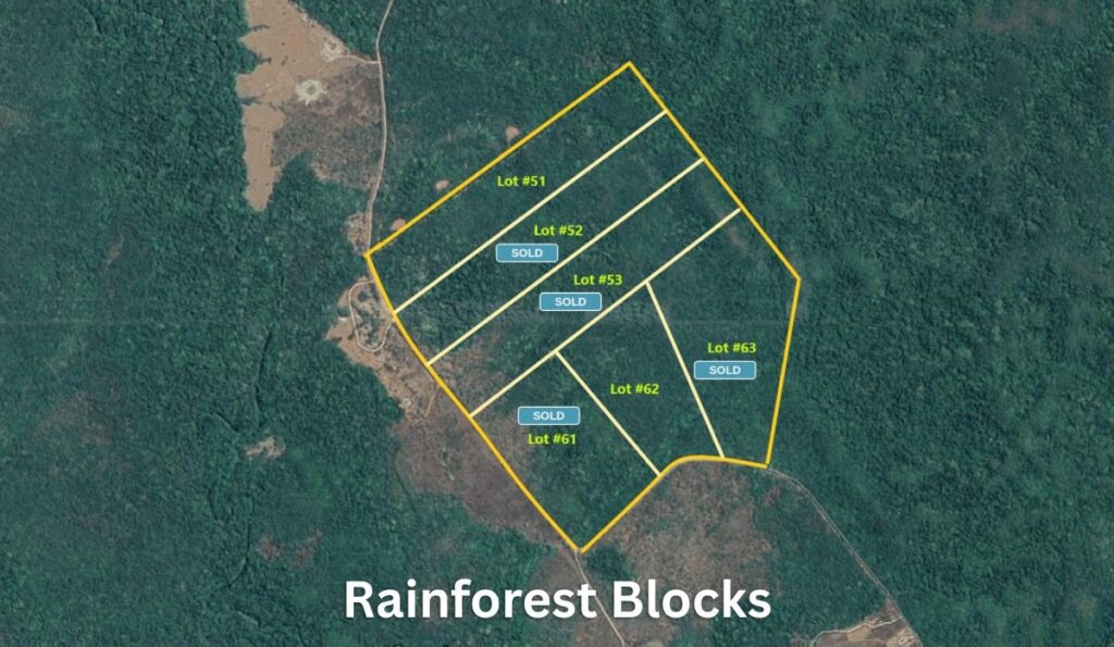 Rainforest blocks site plan