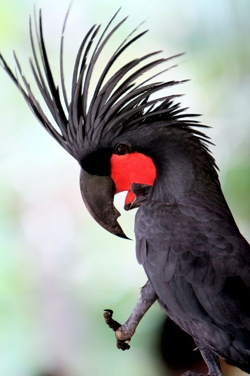 WILDLIFE