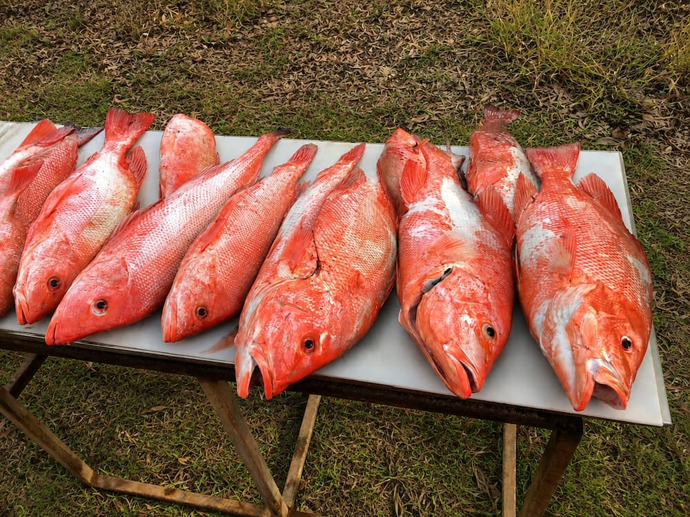 REEF FISHING