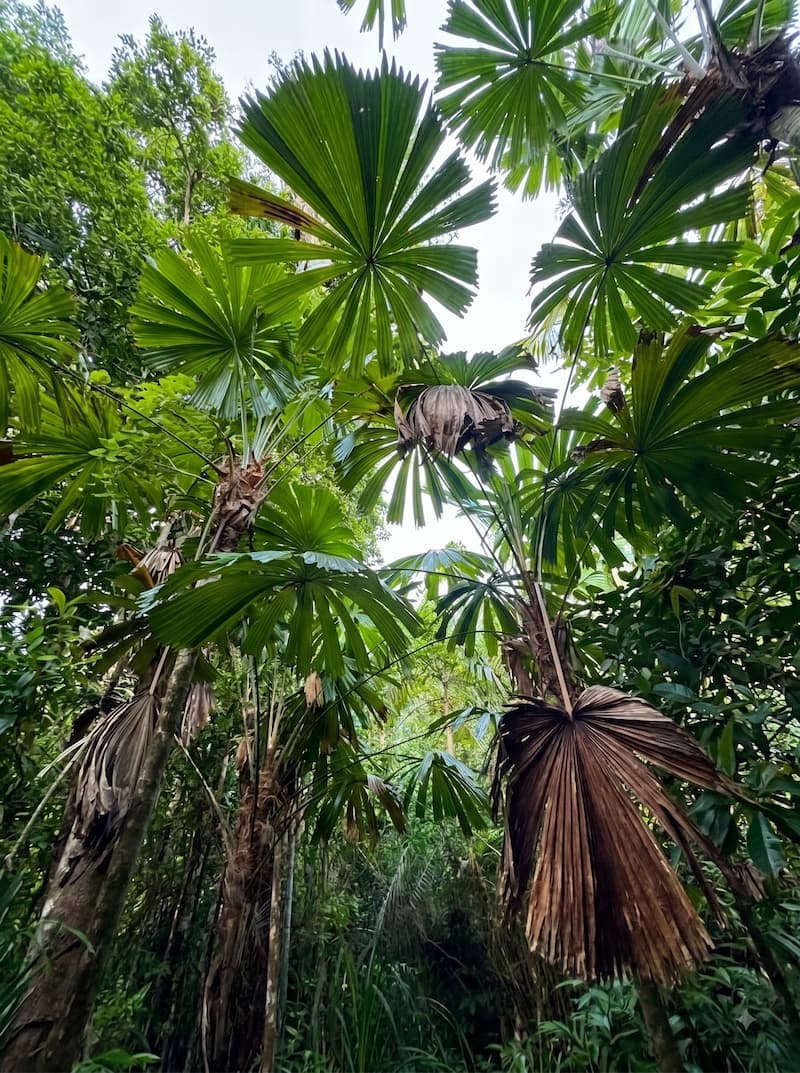 RAINFOREST